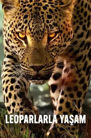 Leoparlarla Yaşam 2024 Full HD Türkçe Dublaj Film İzle